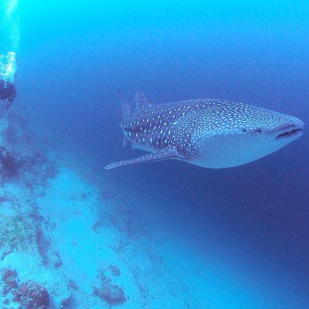 Hotel Unwind Dhigurah Dhigurah  Exteriér fotografie